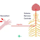 Nocicettori attivati su una mano inviano un impulso di dolore nocicettivo al sistema nervoso centrale.