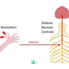 Nocicettori attivati su una mano inviano un impulso di dolore nocicettivo al sistema nervoso centrale.