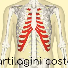 Scheletro toracico con cartilagini costali evidenziate in rosso. L'infiammazione di queste, la costocondrite, può causare sintomi dolorosi.