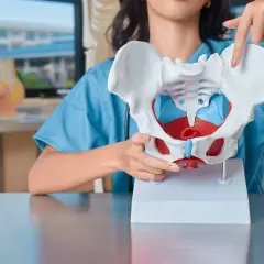 Modello anatomico del bacino, con dettagli rossi e blu. Una mano indica una parte, forse per spiegare una frattura bacino.