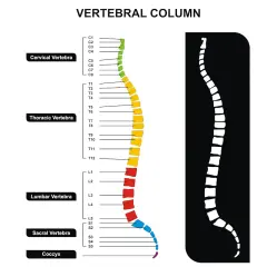 Schema colonna vertebrale: cervicale, toracica, lombare, sacrale e coccige. Informazioni utili per la frattura C2 e i tempi di guarigione.