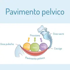 Illustrazione anatomica del pavimento pelvico che supporta vescica, utero e retto, mostrando la pressione esercitata su questi organi.