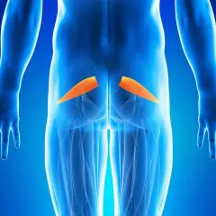 Muscolo piriforme evidenziato in arancione. L'infiammazione del piriforme può causare sintomi simili alla sciatica.