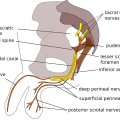 Schema anatomico del nervo pudendo e delle sue ramificazioni nel bacino e nell'area genitale.