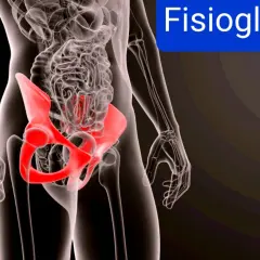 Scheletro umano con bacino evidenziato in rosso, indicando un possibile sinfisi pubica dolore.