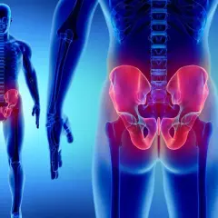 Anatomia del bacino evidenziato in rosso. Anche con una frattura bacino si può stare seduti, ma con cautela.