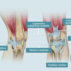 Anatomia del ginocchio: legamenti, menischi, rotula e tendine del quadricipite. Illustrazione utile per capire il dolore quadricipite.