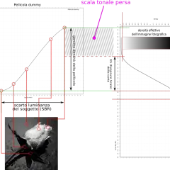 Grafico che illustra la "scala tonale persa" (kinesiophobia scale) con curve di densità e un'immagine di una rosa.