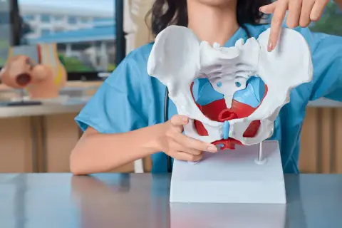 Modello anatomico del bacino, con dettagli rossi e blu. Una mano indica una parte, forse per spiegare una frattura bacino.