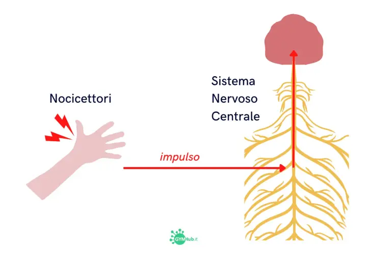 Nocicettori attivati su una mano inviano un impulso di dolore nocicettivo al sistema nervoso centrale.
