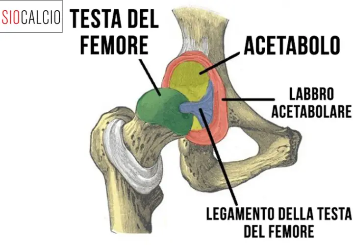 Anatomia dell'anca: testa del femore, acetabolo e labbro acetabolare. Il conflitto femoro-acetabolare può causare dolore.