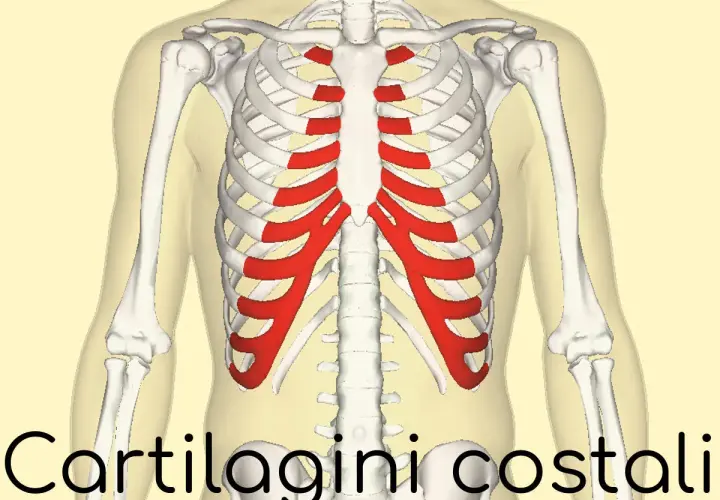 Scheletro toracico con cartilagini costali evidenziate in rosso. L'infiammazione di queste, la costocondrite, può causare sintomi dolorosi.