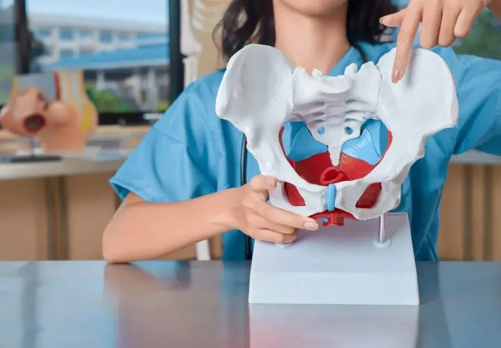 Modello anatomico del bacino, con dettagli rossi e blu. Una mano indica una parte, forse per spiegare una frattura bacino.