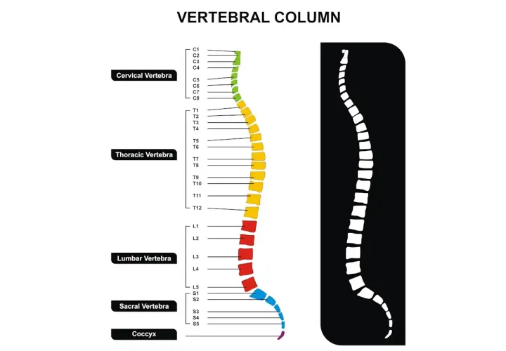 Schema colonna vertebrale: cervicale, toracica, lombare, sacrale e coccige. Informazioni utili per la frattura C2 e i tempi di guarigione.