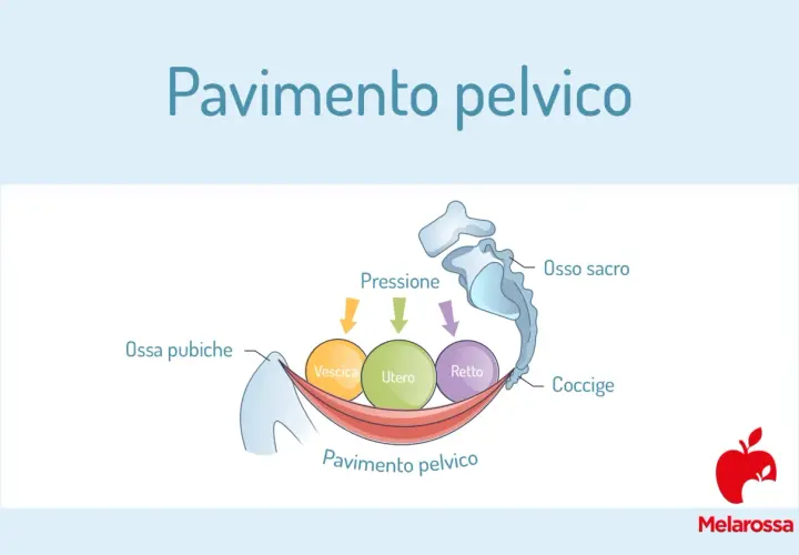 Illustrazione anatomica del pavimento pelvico che supporta vescica, utero e retto, mostrando la pressione esercitata su questi organi.