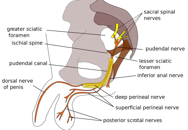 Schema anatomico del nervo pudendo e delle sue ramificazioni nel bacino e nell'area genitale.