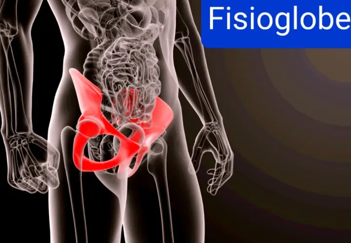 Scheletro umano con bacino evidenziato in rosso, indicando un possibile sinfisi pubica dolore.