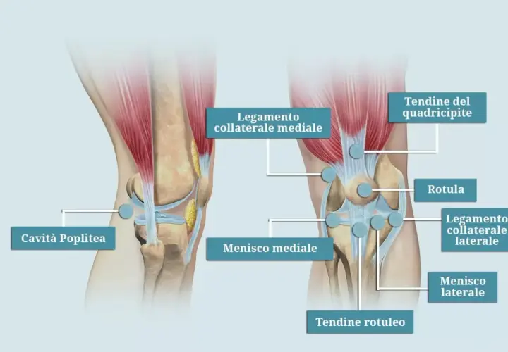 Anatomia del ginocchio: legamenti, menischi, rotula e tendine del quadricipite. Illustrazione utile per capire il dolore quadricipite.