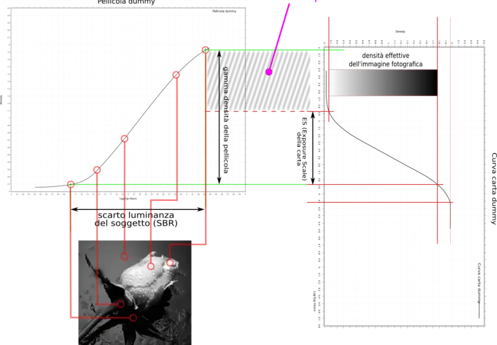 Grafico che illustra la "scala tonale persa" (kinesiophobia scale) con curve di densità e un'immagine di una rosa.