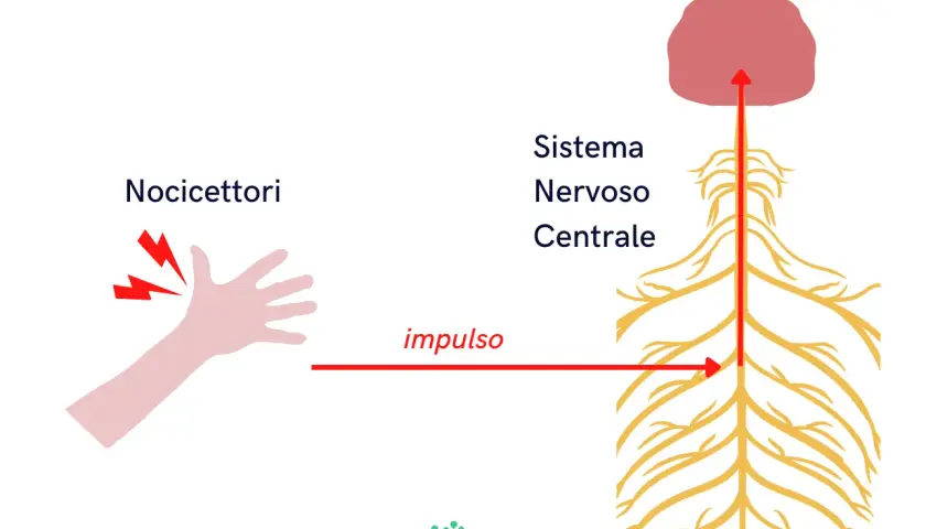 Nocicettori attivati su una mano inviano un impulso di dolore nocicettivo al sistema nervoso centrale.