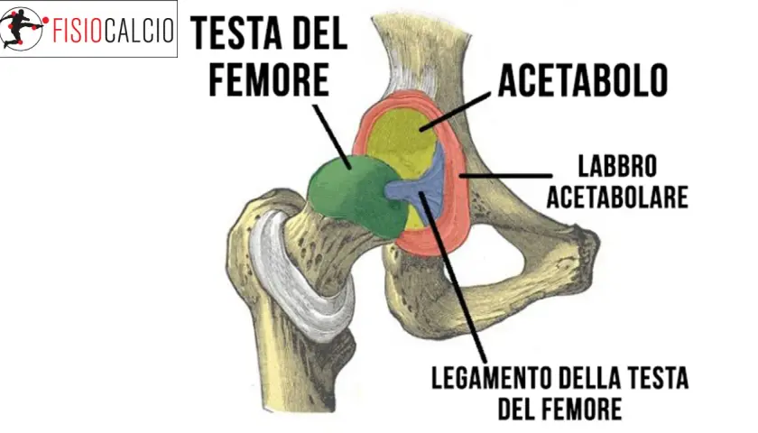 Anatomia dell'anca: testa del femore, acetabolo e labbro acetabolare. Il conflitto femoro-acetabolare può causare dolore.