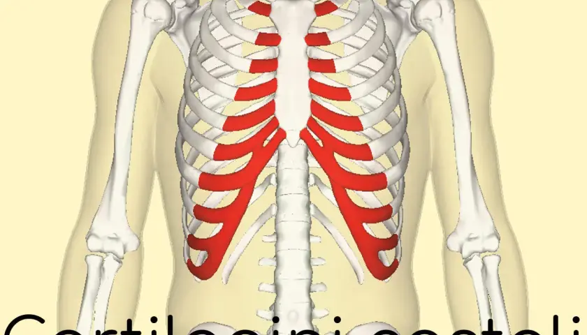 Scheletro toracico con cartilagini costali evidenziate in rosso. L'infiammazione di queste, la costocondrite, può causare sintomi dolorosi.