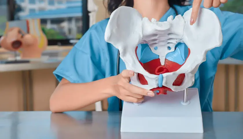 Modello anatomico del bacino, con dettagli rossi e blu. Una mano indica una parte, forse per spiegare una frattura bacino.