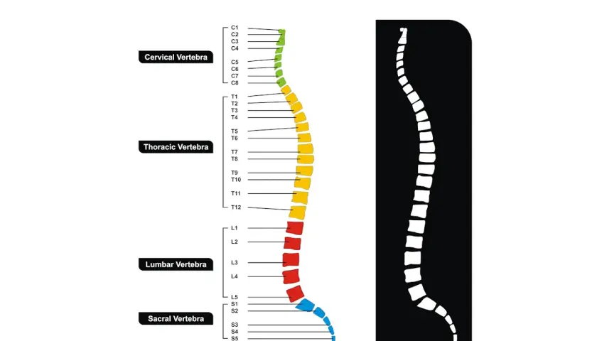 Schema colonna vertebrale: cervicale, toracica, lombare, sacrale e coccige. Informazioni utili per la frattura C2 e i tempi di guarigione.