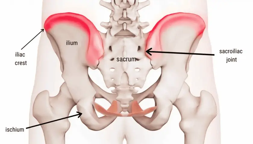 Anatomia del bacino con evidenziata la cresta iliaca. Il dolore alla cresta iliaca può avere vari sintomi.