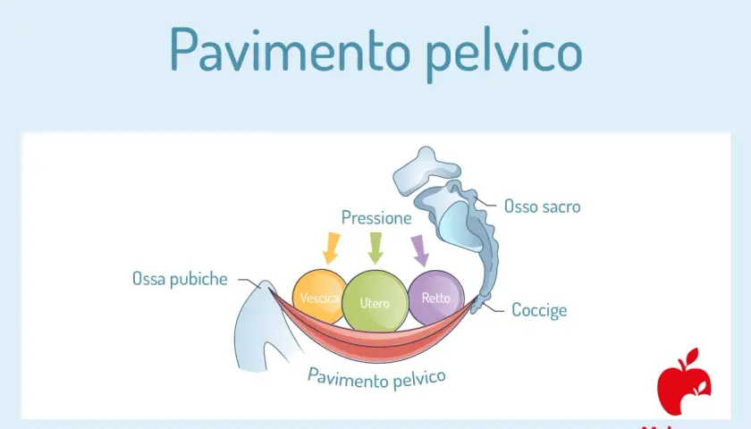 Illustrazione anatomica del pavimento pelvico che supporta vescica, utero e retto, mostrando la pressione esercitata su questi organi.