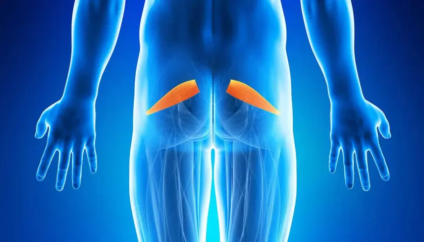 Muscolo piriforme evidenziato in arancione. L'infiammazione del piriforme può causare sintomi simili alla sciatica.
