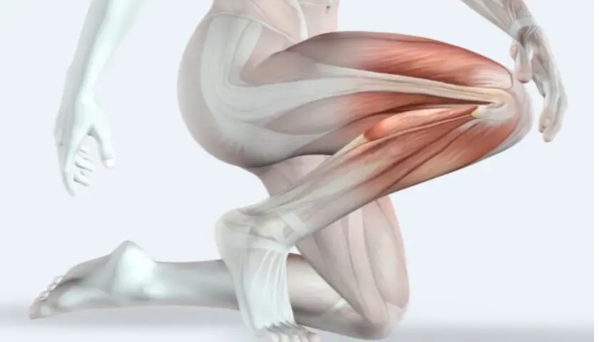 Dettaglio anatomico della muscolatura della gamba, evidenziata la bandelletta ileotibiale in tensione.