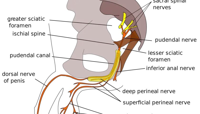 Schema anatomico del nervo pudendo e delle sue ramificazioni nel bacino e nell'area genitale.