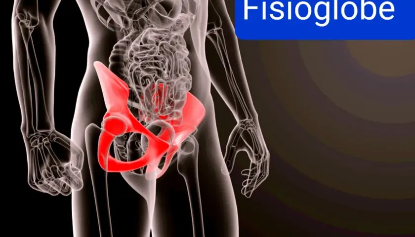 Scheletro umano con bacino evidenziato in rosso, indicando un possibile sinfisi pubica dolore.