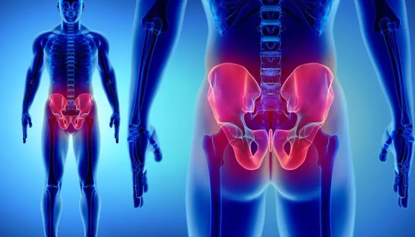 Anatomia del bacino evidenziato in rosso. Anche con una frattura bacino si può stare seduti, ma con cautela.
