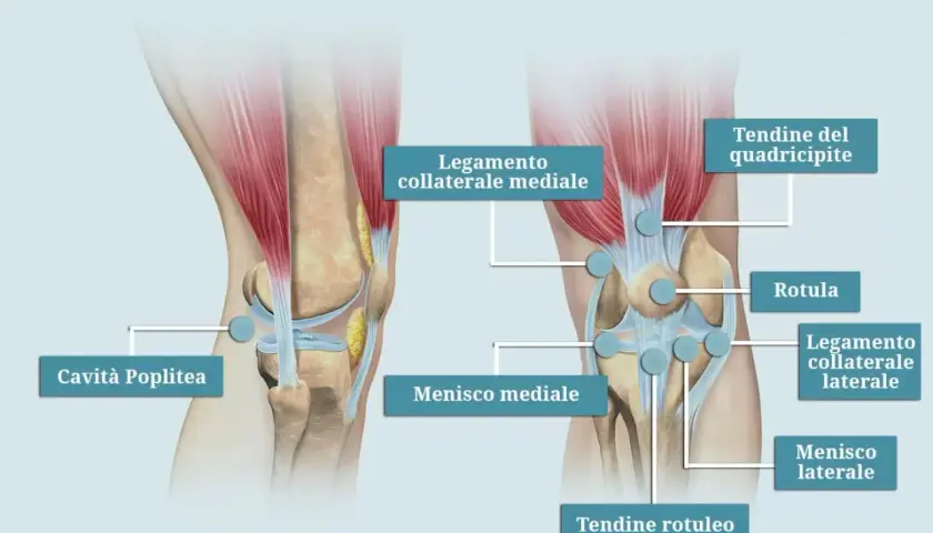 Anatomia del ginocchio: legamenti, menischi, rotula e tendine del quadricipite. Illustrazione utile per capire il dolore quadricipite.