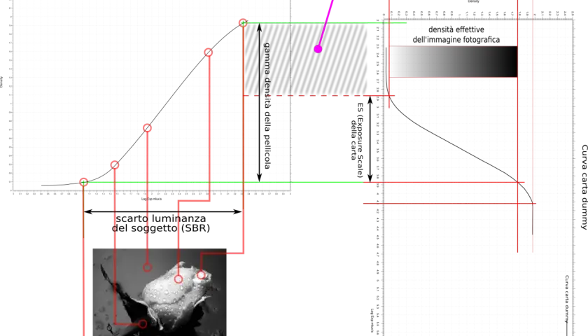 Grafico che illustra la "scala tonale persa" (kinesiophobia scale) con curve di densità e un'immagine di una rosa.