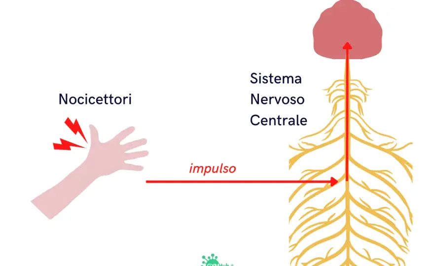 Dolore nocicettivo - cause, sintomi e cosa fare