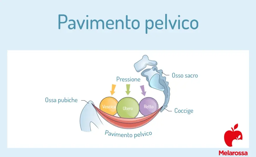 Pavimento pelvico e intestino - come evacuare con meno sforzo