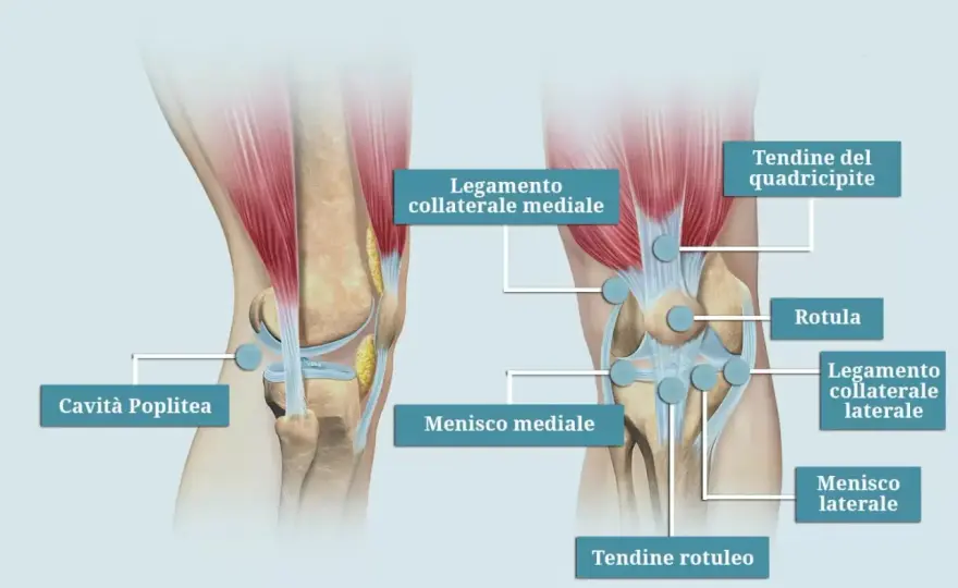 Dolore al quadricipite? Cause, rimedi e segnali d’allarme