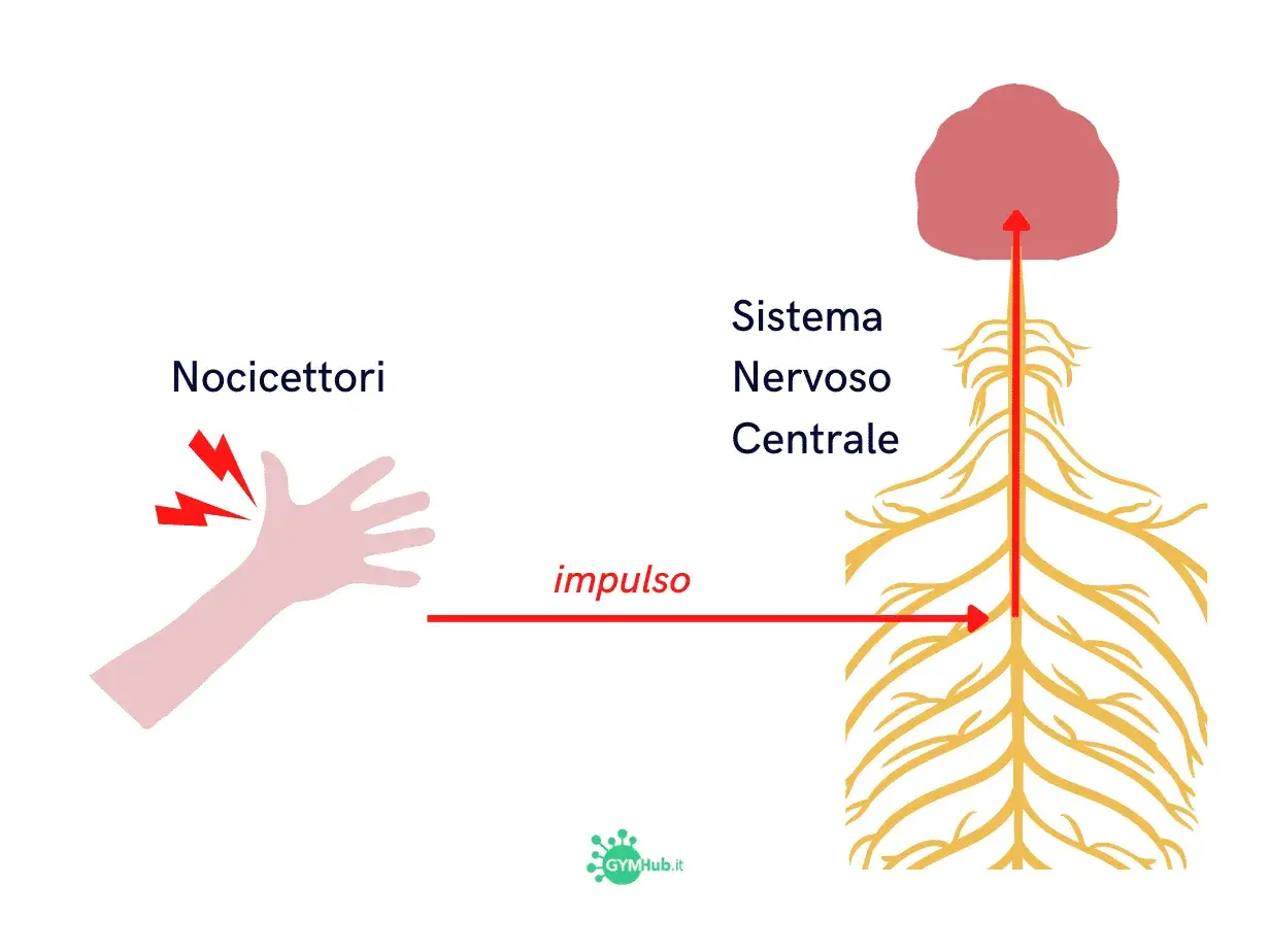 Nocicettori attivati su una mano inviano un impulso di dolore nocicettivo al sistema nervoso centrale.