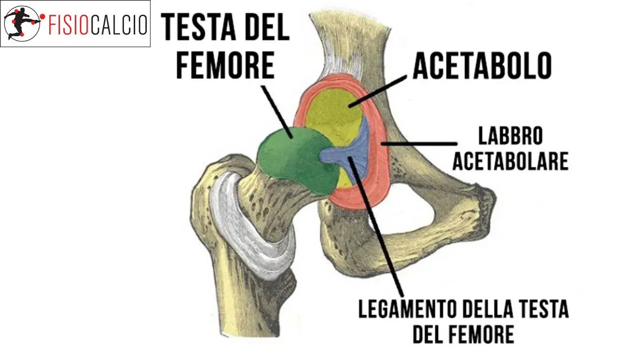 Anatomia dell'anca: testa del femore, acetabolo e labbro acetabolare. Il conflitto femoro-acetabolare può causare dolore.