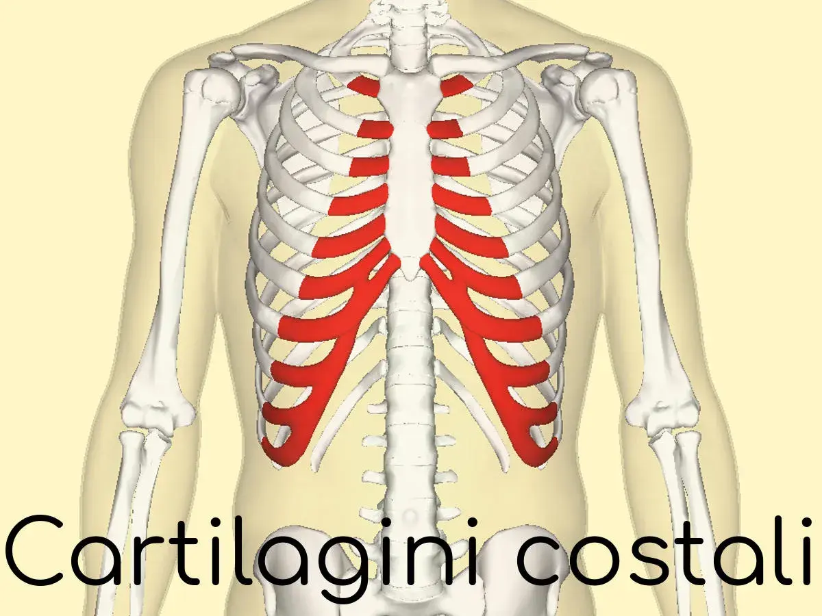 Scheletro toracico con cartilagini costali evidenziate in rosso. L'infiammazione di queste, la costocondrite, può causare sintomi dolorosi.