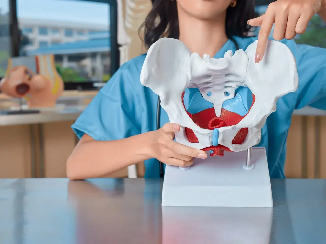Modello anatomico del bacino, con dettagli rossi e blu. Una mano indica una parte, forse per spiegare una frattura bacino.