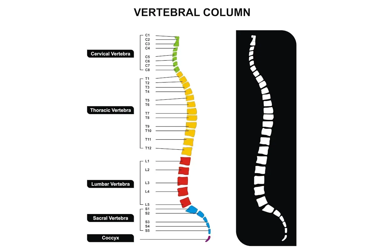 Schema colonna vertebrale: cervicale, toracica, lombare, sacrale e coccige. Informazioni utili per la frattura C2 e i tempi di guarigione.
