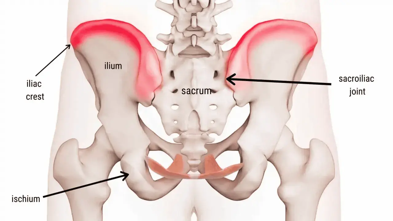 Anatomia del bacino con evidenziata la cresta iliaca. Il dolore alla cresta iliaca può avere vari sintomi.