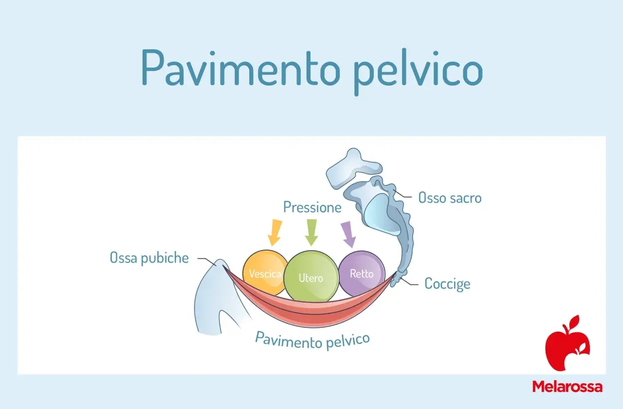Illustrazione anatomica del pavimento pelvico che supporta vescica, utero e retto, mostrando la pressione esercitata su questi organi.