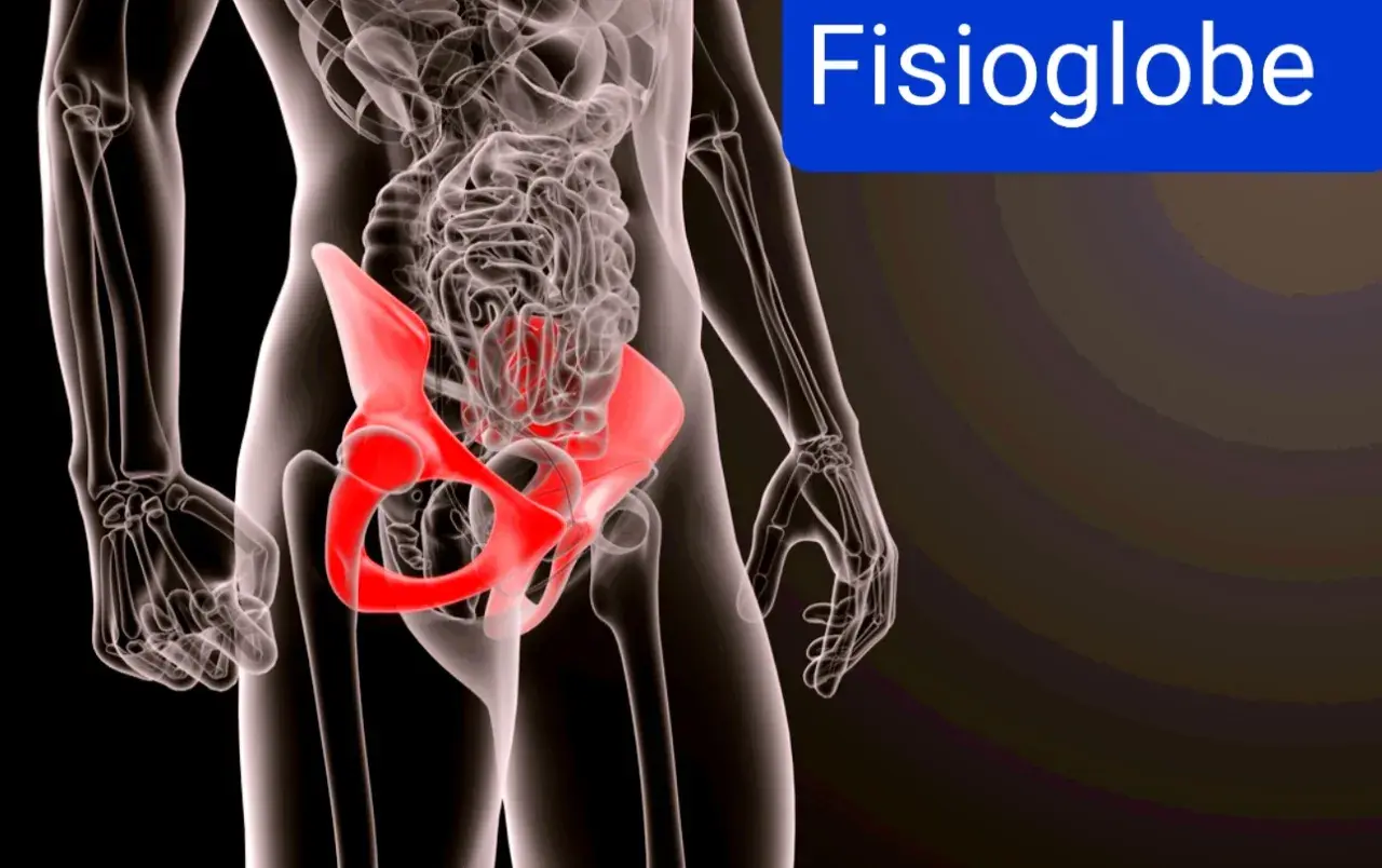 Scheletro umano con bacino evidenziato in rosso, indicando un possibile sinfisi pubica dolore.