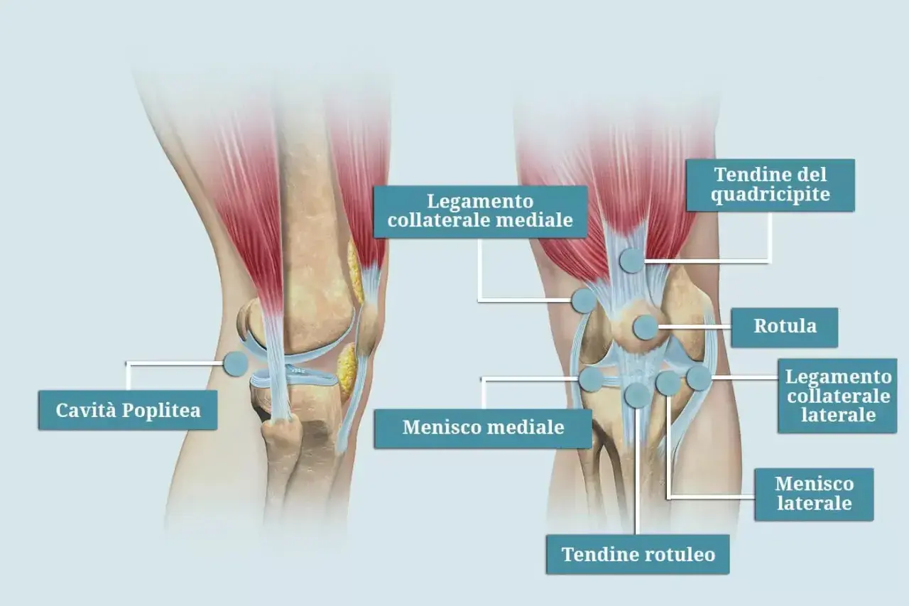 Anatomia del ginocchio: legamenti, menischi, rotula e tendine del quadricipite. Illustrazione utile per capire il dolore quadricipite.