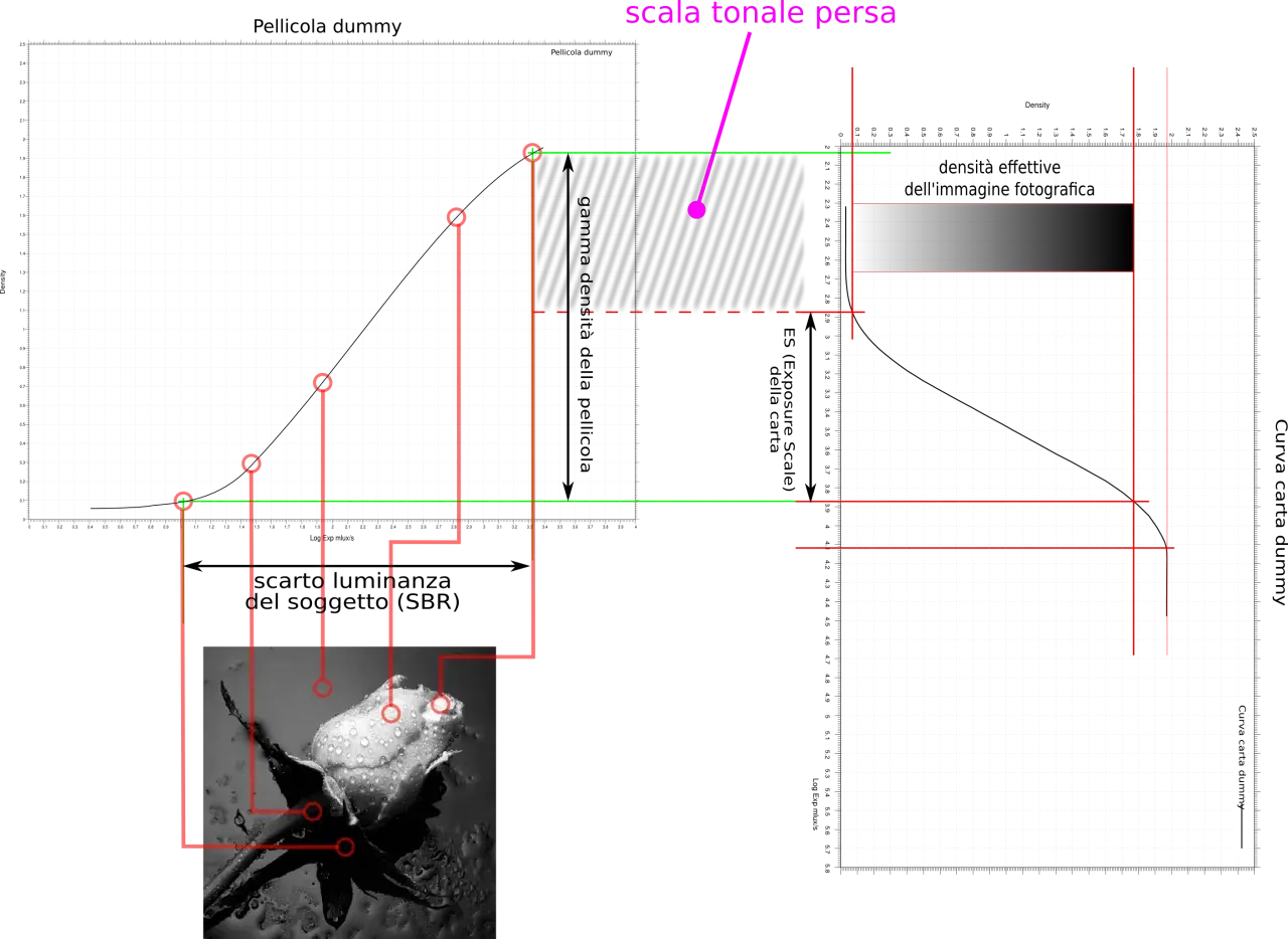 Grafico che illustra la "scala tonale persa" (kinesiophobia scale) con curve di densità e un'immagine di una rosa.